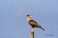 Northern-Caracara;Caracara-cheriway;Caracara;One;avifauna;bird;feather;feathered